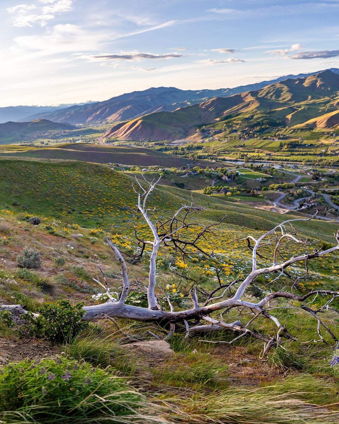 Day 2217: It&rsquo;s wildflower season again on the east side of the Cascades! Stretching from the Methow in the north to the Columbia River Gorge in the south, there are hundreds of windswept, dry, and mostly treeless ridges where wildflowers pop up