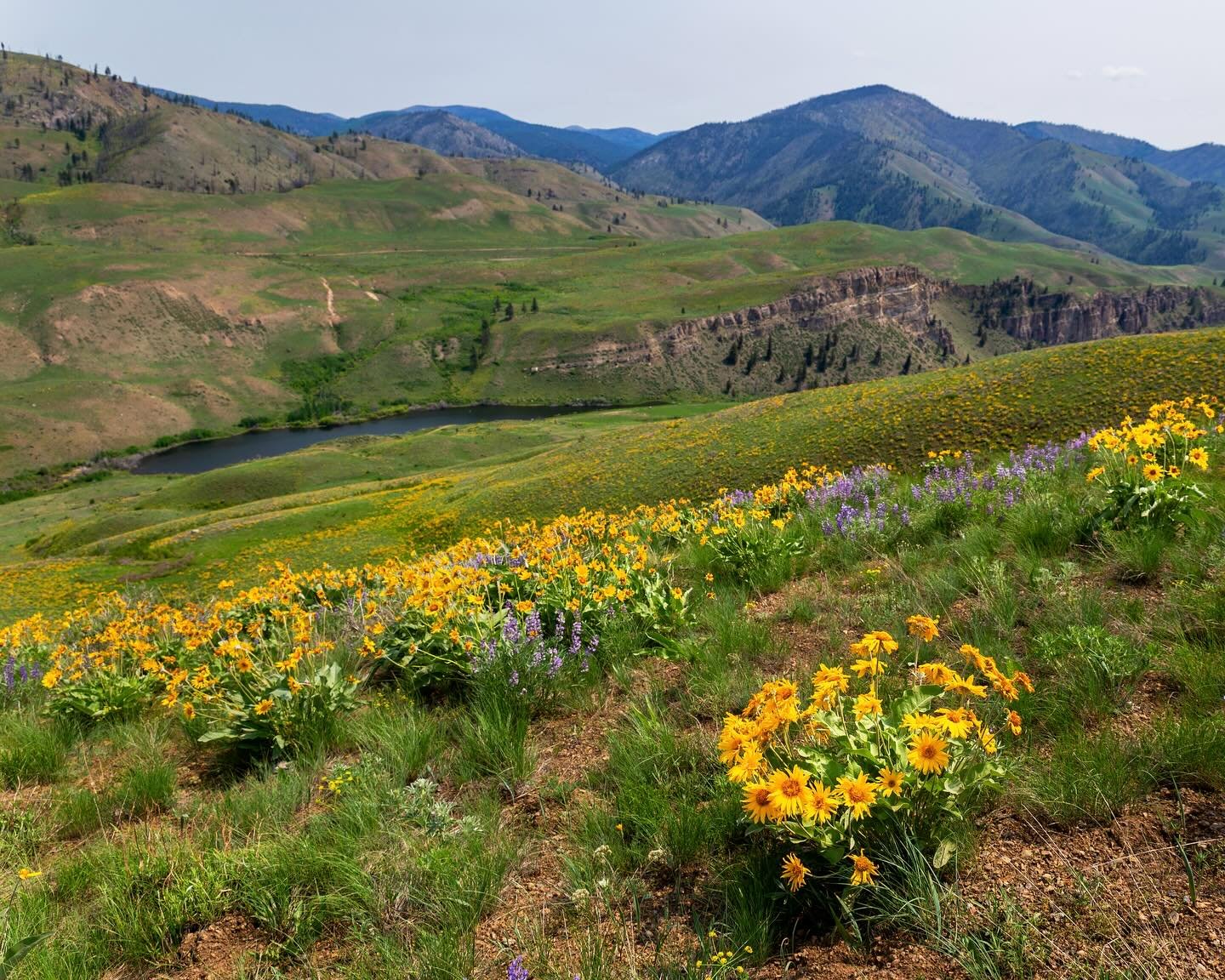 Day 2219: Flower time continues on the east side! This year looks to be one of the most bountiful blooms in the last couple years with especially balsamroot draping the hillsides in yellow. I&rsquo;m not exactly sure if it&rsquo;s just favorable weat
