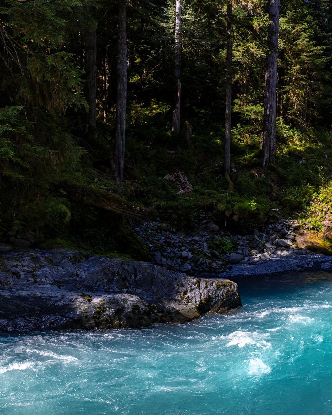 Day 2221: Tomorrow the Hoh rainforest section of Olympic National Park reopens. The road into the rainforest is the main access point for Mount Olympus and of course one of the premier examples of a temperate rainforest in the entire US. Nearly half 