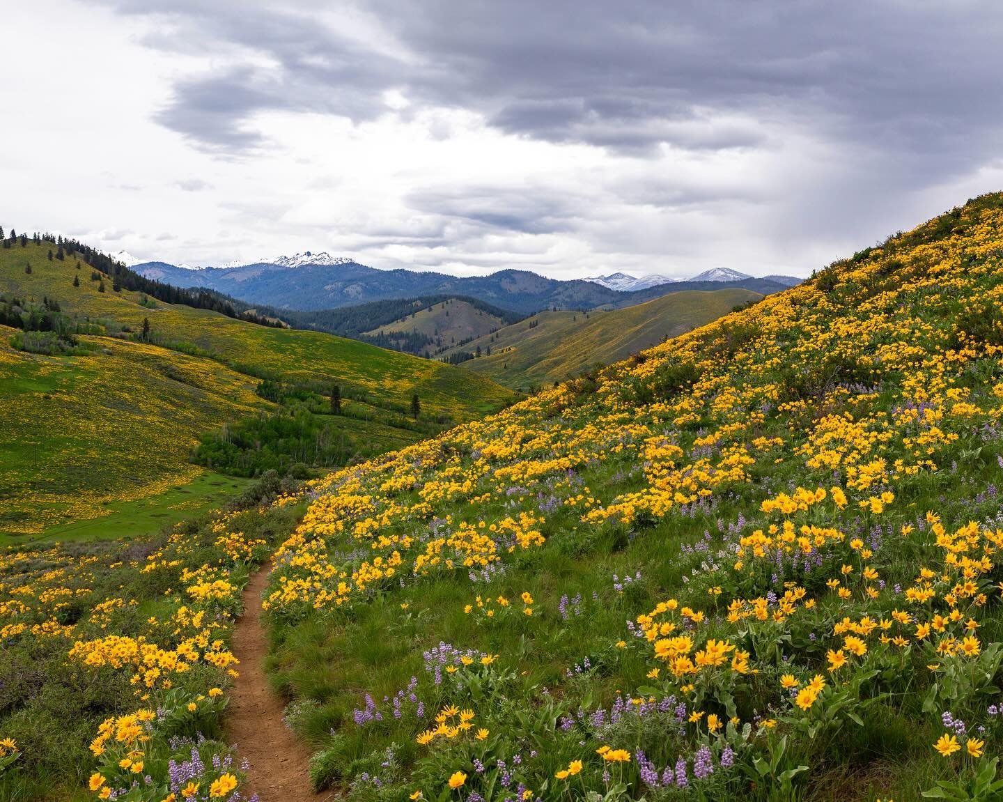 Day 2224: The last month has been remarkably dry&mdash;in fact one of the driest mid-April to mid-May stretches on record. Many places in the PNW have seen less than a quarter of their normal rainfall for this time of year. Since the start of the yea