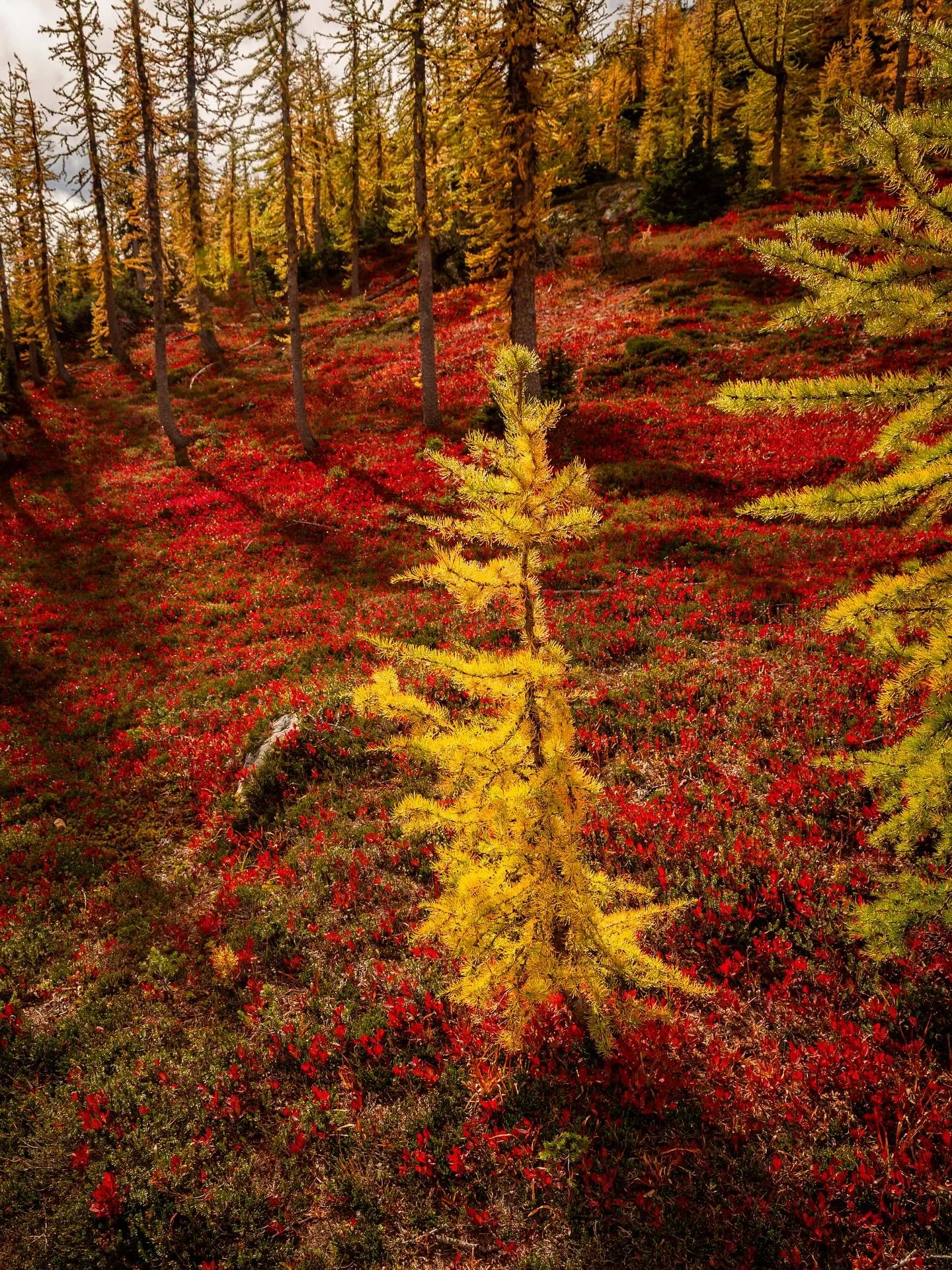 Day 2258: The golden larches arrived a bit later this year than recent years. It&rsquo;s hard to say exactly how much, but anecdotally it seemed maybe 5 to as many as 7 days later than the last couple. Without doing an actual scientific study where y