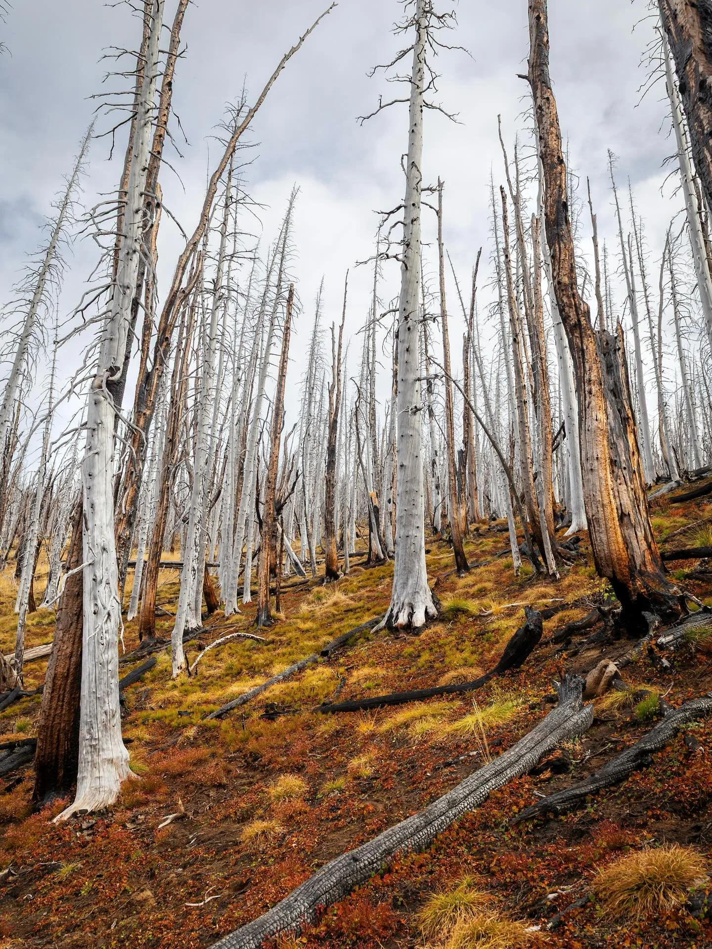Day 2262: Many people may want to be haunted tonight, but how about something hauntingly beautiful. In early August 2017 thunderstorms moved through the Central Washington Cascades. A couple lightning strikes were all that was needed to start the Nor