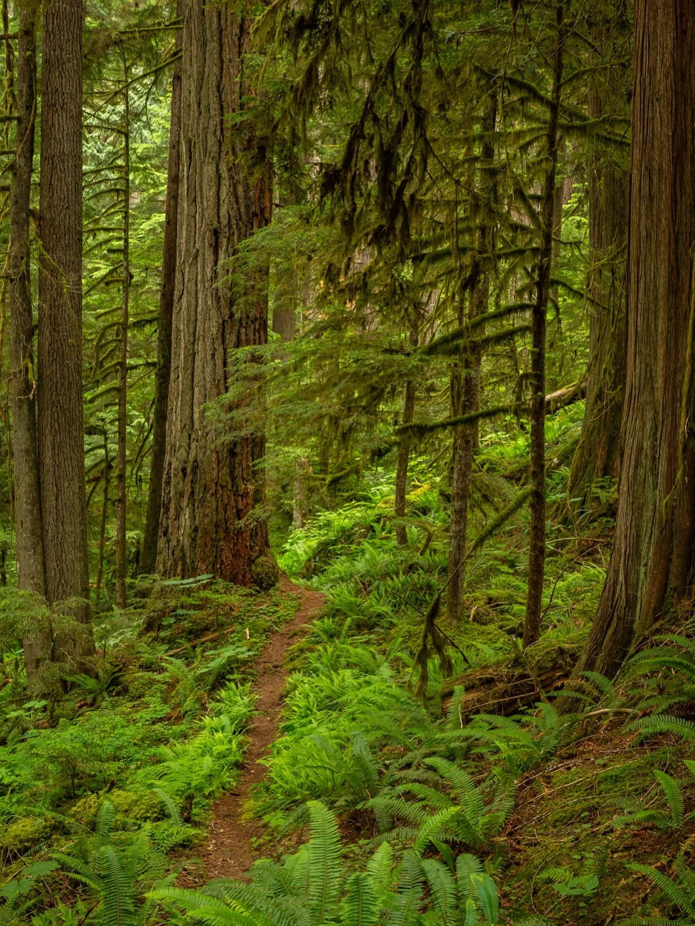 Day 2263: Happy 11th month of the year! It&rsquo;s been a couple years since we&rsquo;ve had a good old-fashioned wet November. Traditionally November is the wettest month in much of Western WA, but for the past couple of years November has been lack