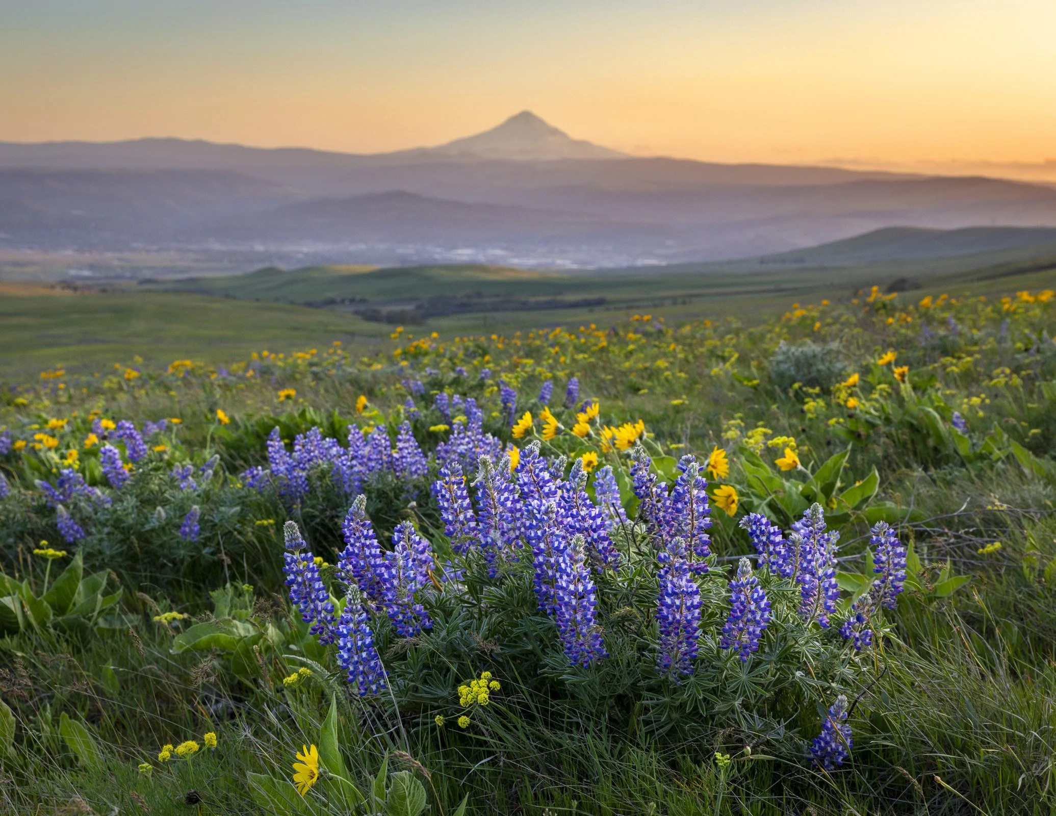 04_2025_04_GorgeWildflowers_105.jpg