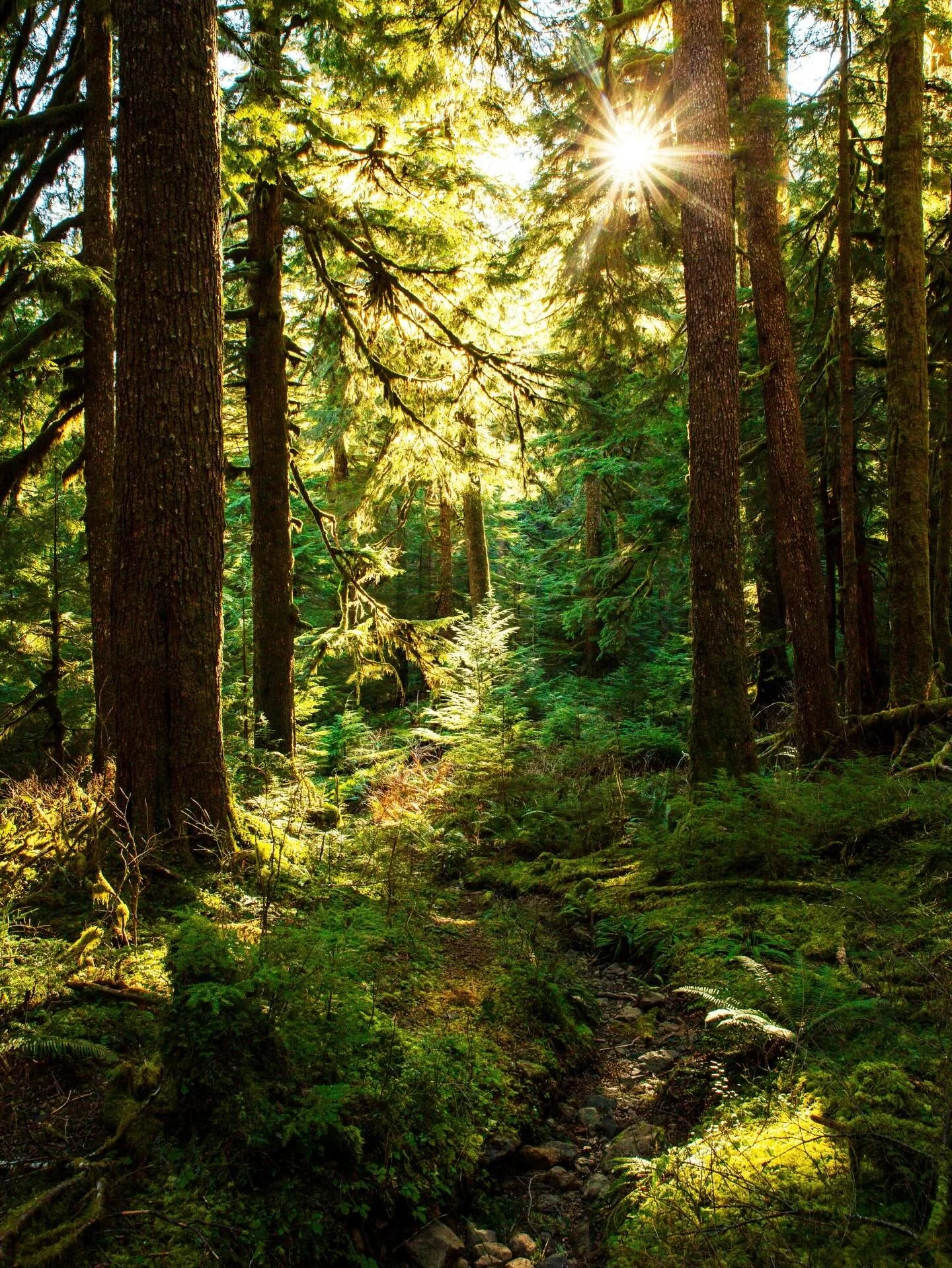 Day 2296: During our recent stretch of sunny and warm weather (at least in the mountains), I had the opportunity to get out into the old growth forests of the Olympic Peninsula. I&rsquo;m not usually that much of a &ldquo;forest guy,&rdquo; but there