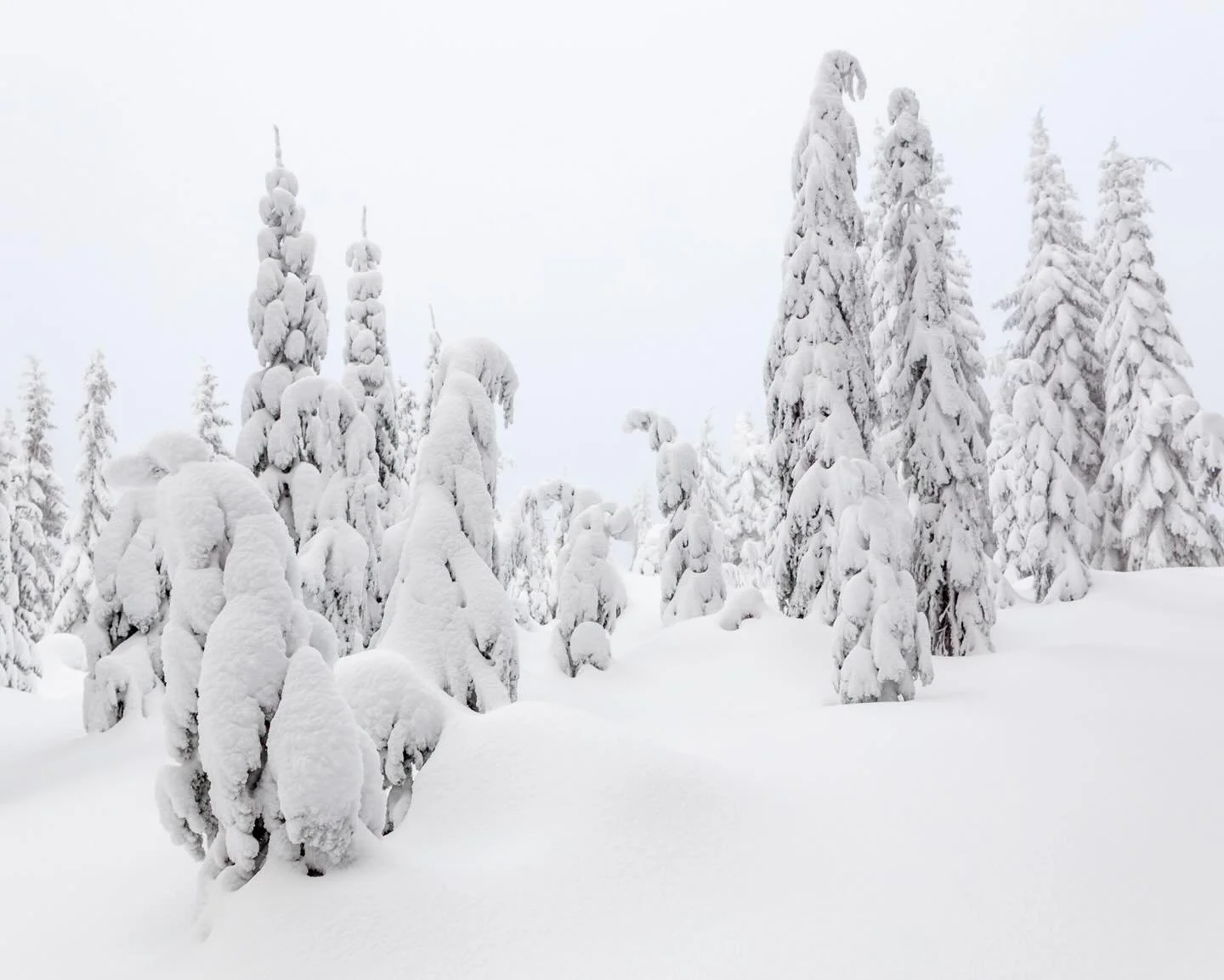 Day 2304: So&hellip;how much snowfall we talking? If you&rsquo;ve been paying any attention to the local news or weather in the PNW over the last couple days, you may have heard about winter&rsquo;s return (or arrival?). Well, it does appear to be a 