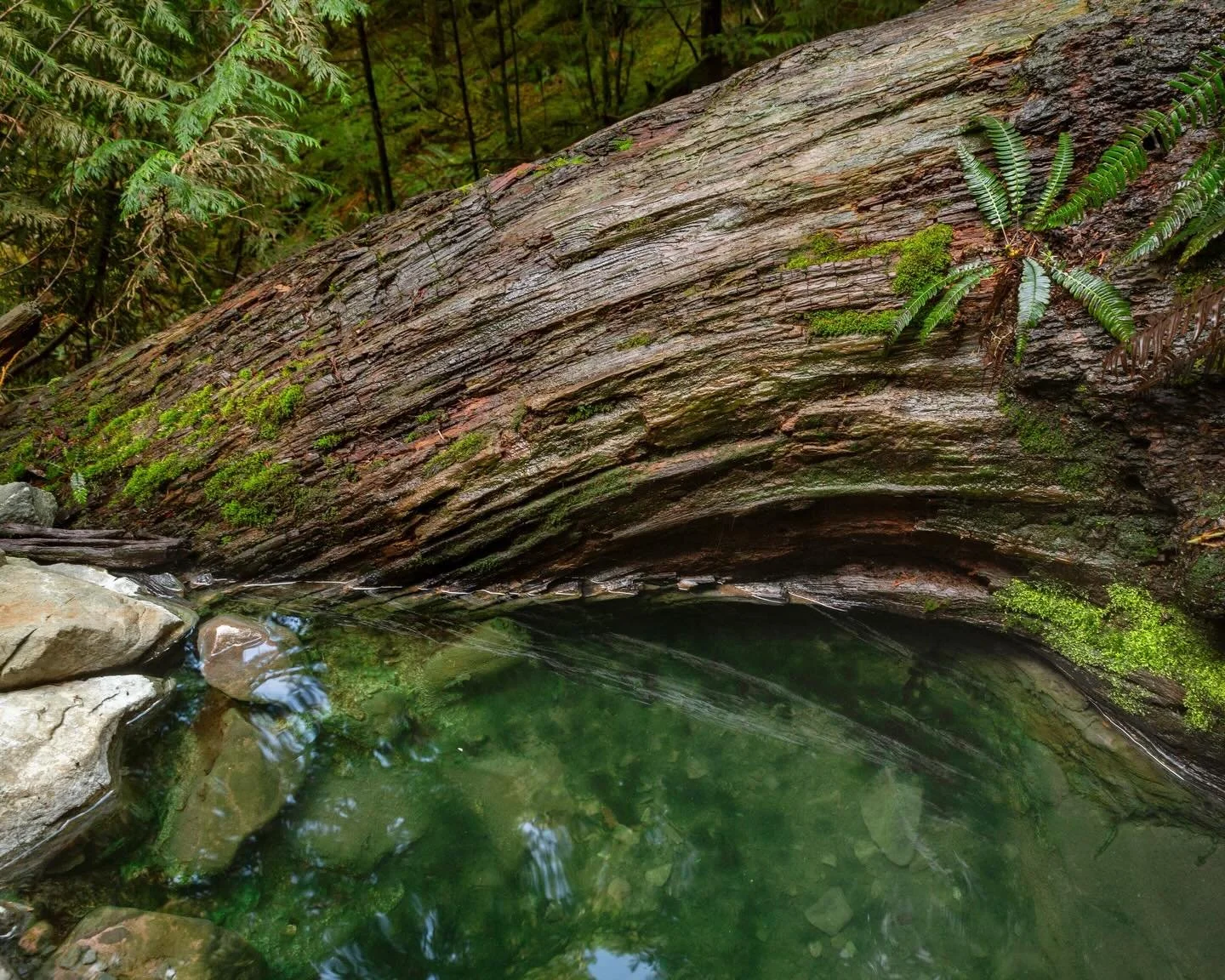 Day 2312: Washington pretty much has it all to make me happy. Glaciers? More than any other state in the Lower 48. Beautiful, steep mountains? They don&rsquo;t make them better anywhere else. Berries? Abundant and flavorful&mdash;no place has a highe