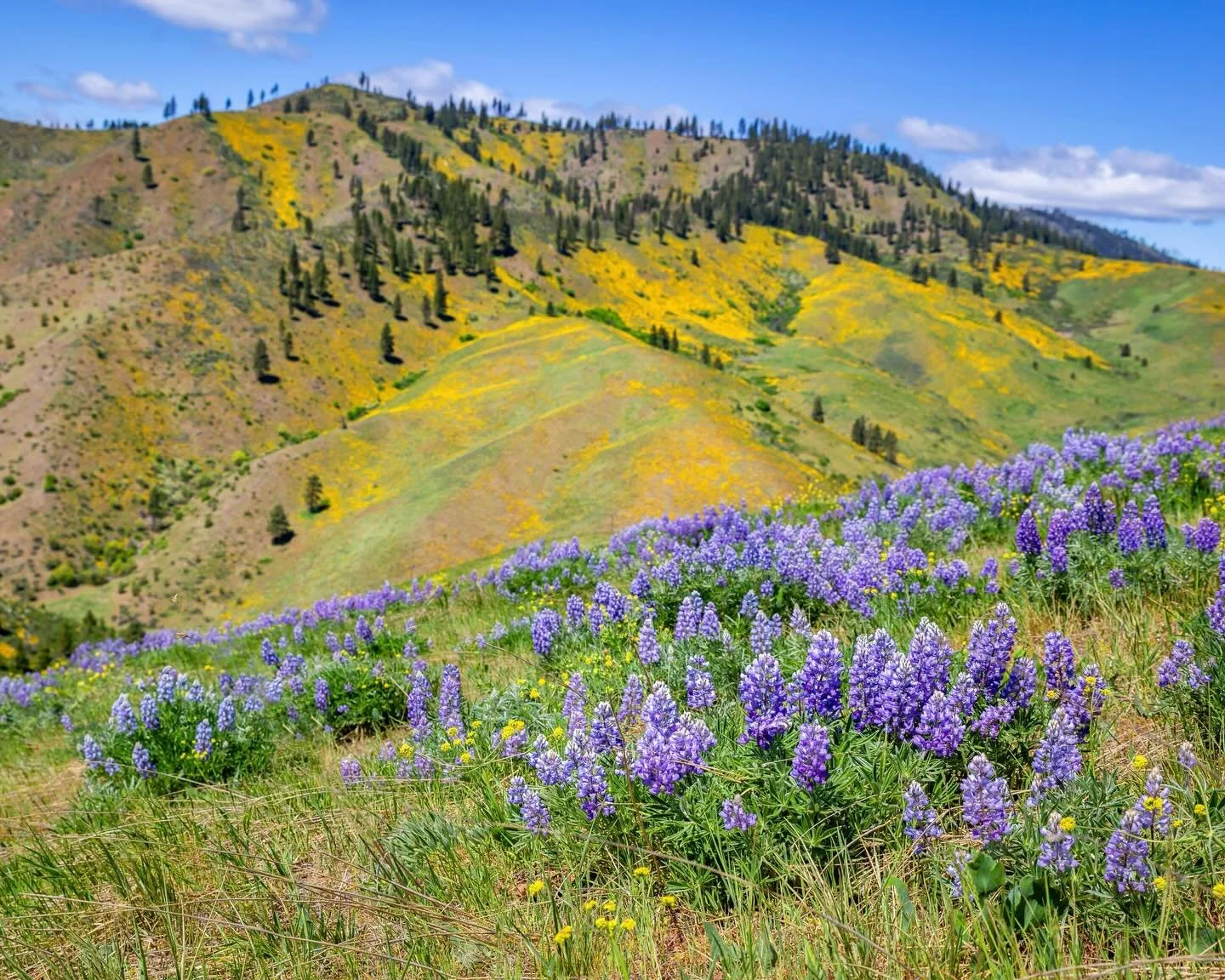 Day 2315: I&rsquo;m starting to see some reports of flowers on the eastern slopes of the Cascades. It&rsquo;s always a little hard to know exactly how the blooms will respond to the previous winter&rsquo;s weather, but considering how warm and snowle