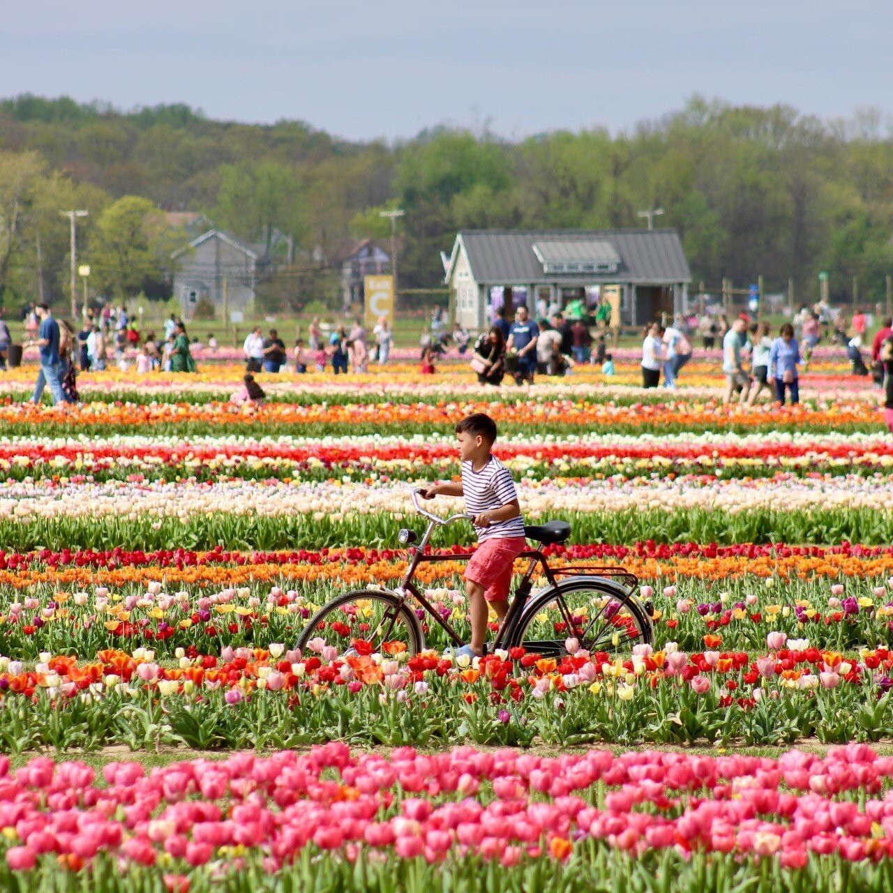 🌷🚀 Are you ready? 

Our dazzling Holland Ridge Farms livestream starts in just ONE HOUR! Prepare to be enchanted by Dutch Tulips right here in New Jersey! 🌈🌷

Last chance to register at the link in the comments below.

Tag a friend who shouldn't 