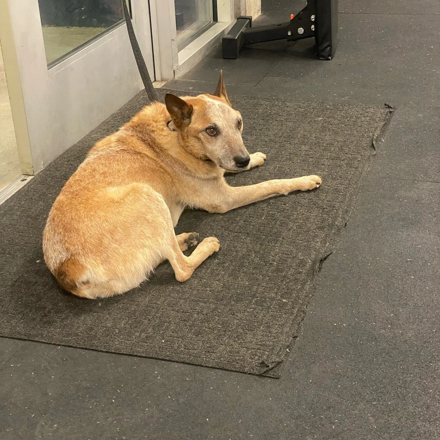 Farewell, Atomic Dog

This morning, we said goodbye to one of the most unique souls to ever walk through the doors of Ownit Rx, Atomic Dog.

If you&rsquo;ve trained with the morning crew, you know him. He&rsquo;d wander the floor with quiet confidenc