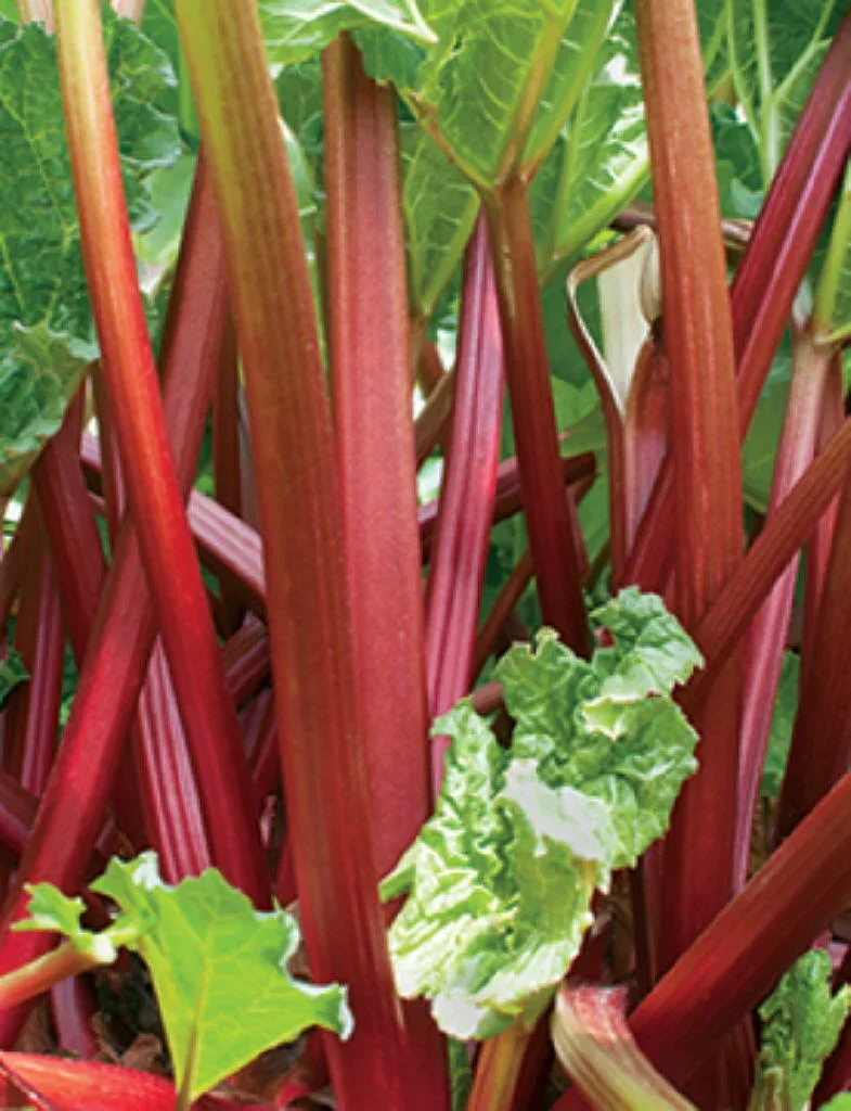 rhubarb.webp