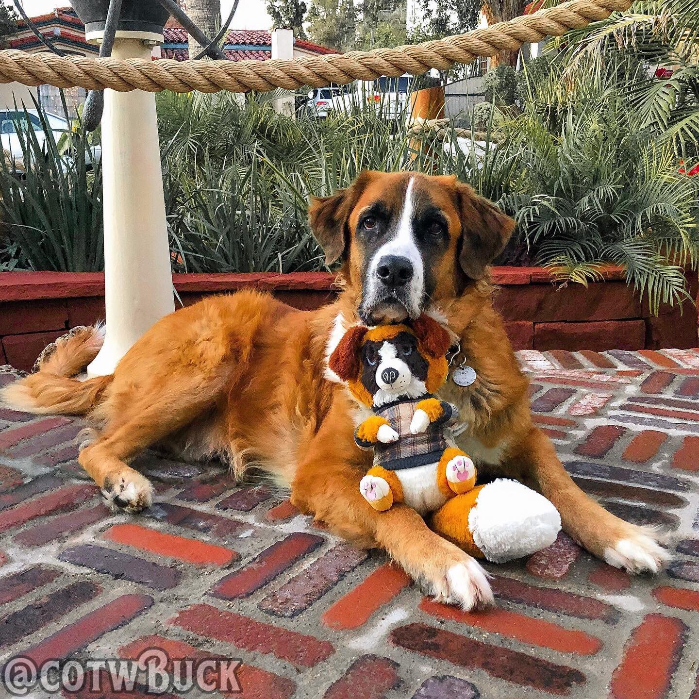 FRIENDS!! 🐶 I hope you had a very merry Christmas (if you celebrate) and are enjoying a festive holiday season! 🎁 I&rsquo;m not one of Santa&rsquo;s reindeer, but I still come bearing a gift: the @cotwBuck x @littlesofts Snuggle Pup plush collabora