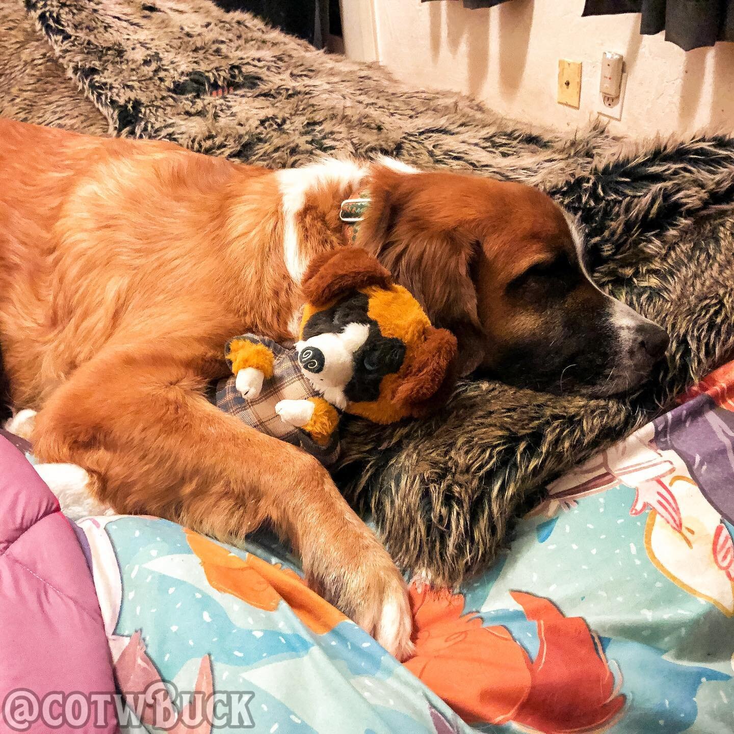 Happy New Year!!! 🐶🎉 I have resolved to take more naps with my @littlesofts Snuggle Pup Buck. 💤 If you want your very own Buck sleep friend, pre-orders are open for a limited time at 𝗵𝘁𝘁𝗽://𝘀𝗵𝗼𝗽.𝗰𝗼𝘁𝘄𝗯𝘂𝗰𝗸.𝗰𝗼𝗺 (link in bio), with 