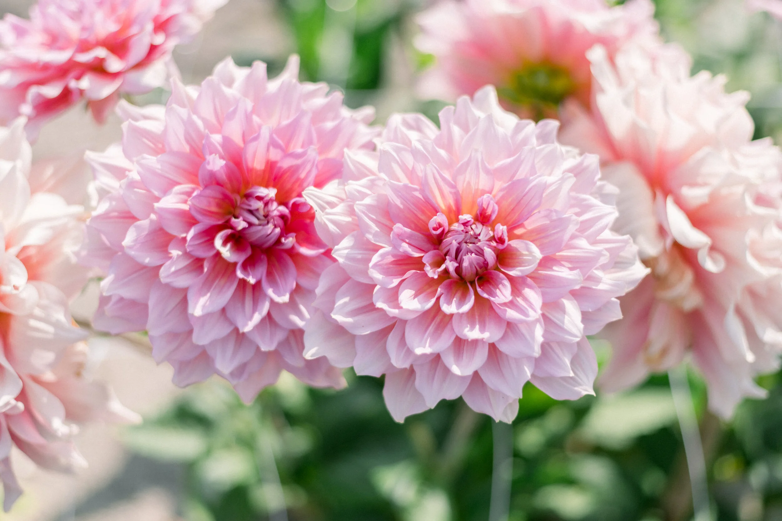 Dahlia Otto’s Thrill