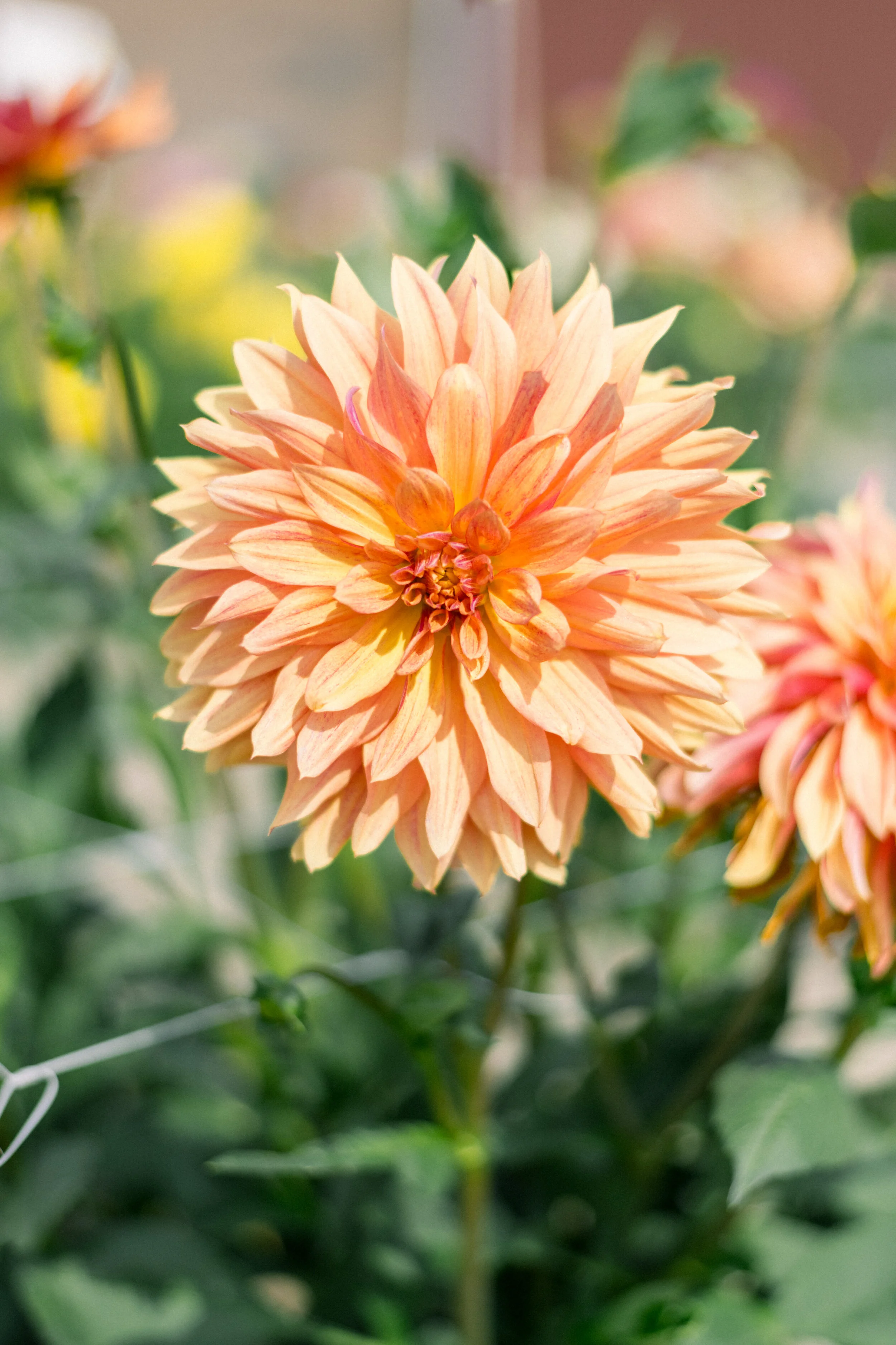 Dahlia French Cancan