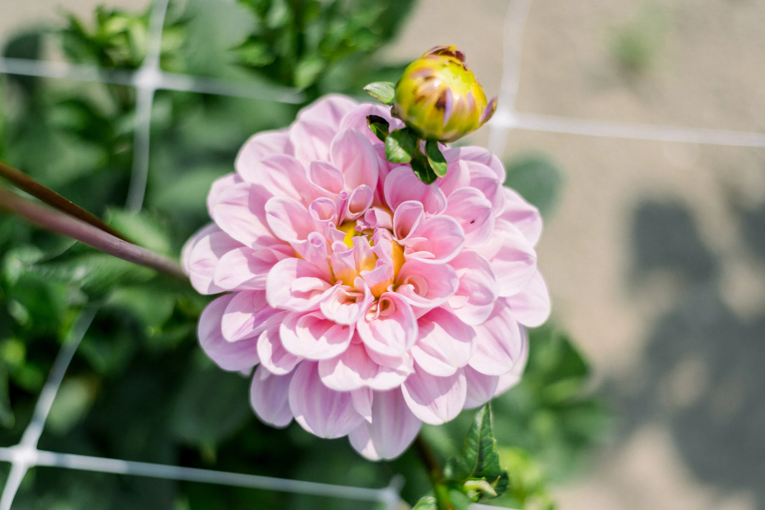 Dahlia Sweet Nathalie