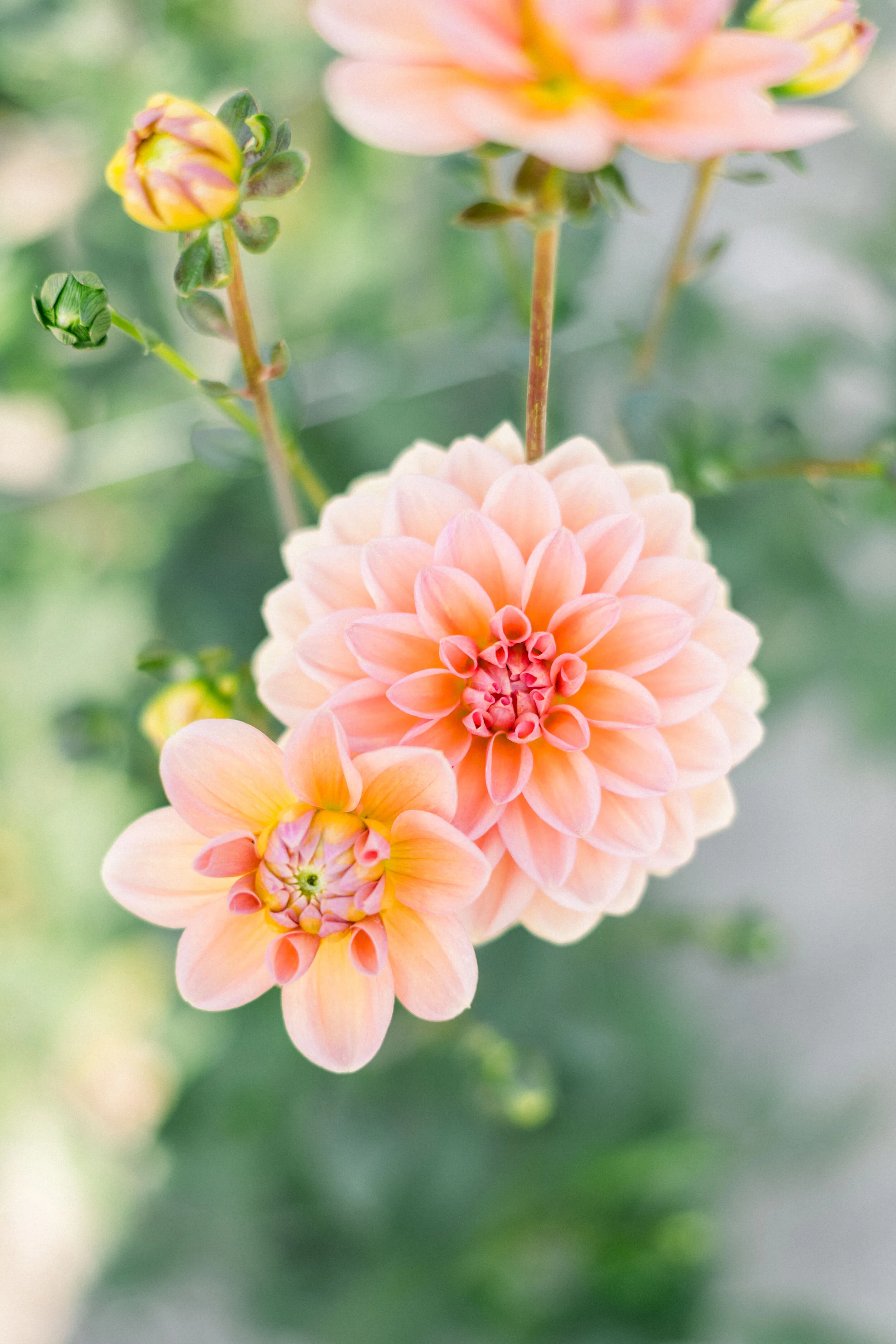 Dahlia Yelno Harmony