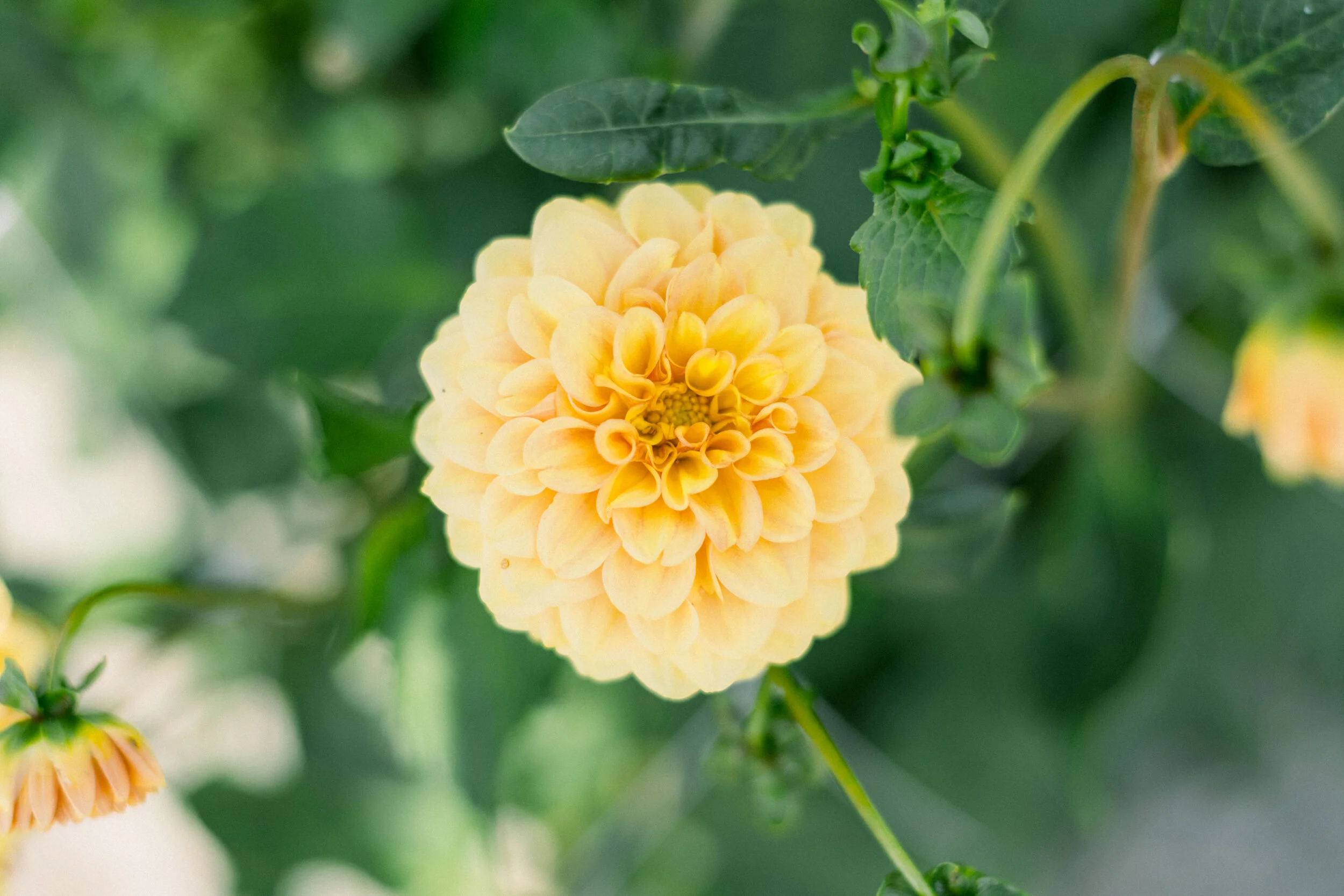 Dahlia Golden Scepter