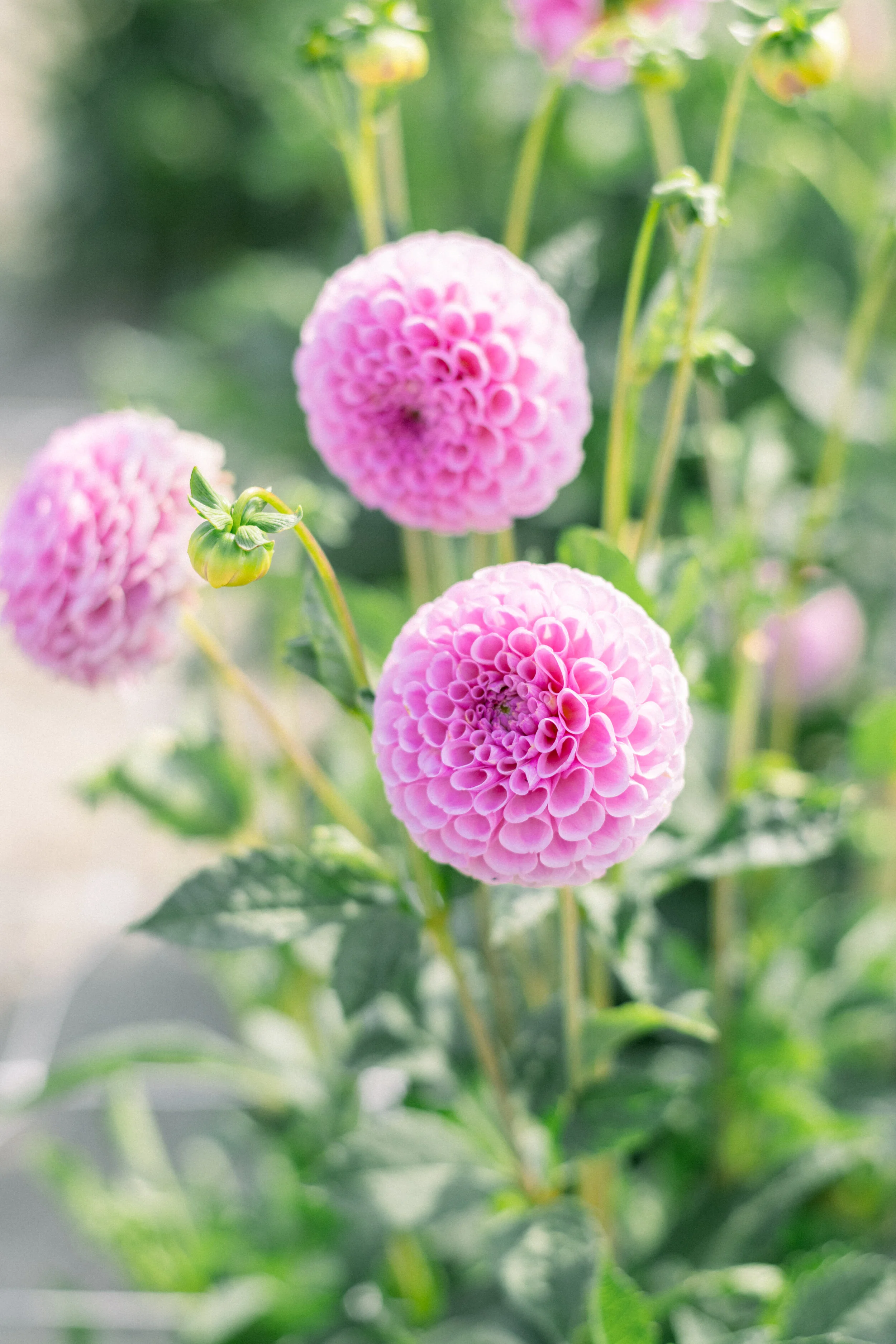 Dahlia Stolze Von Berlin