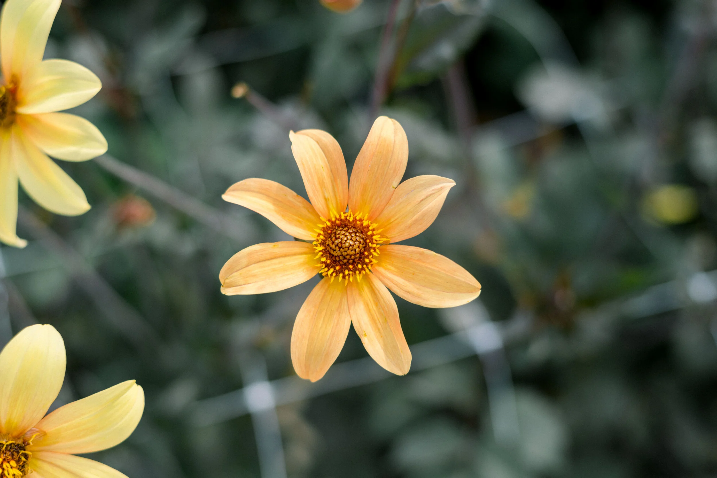 Dahlia Bishop of York