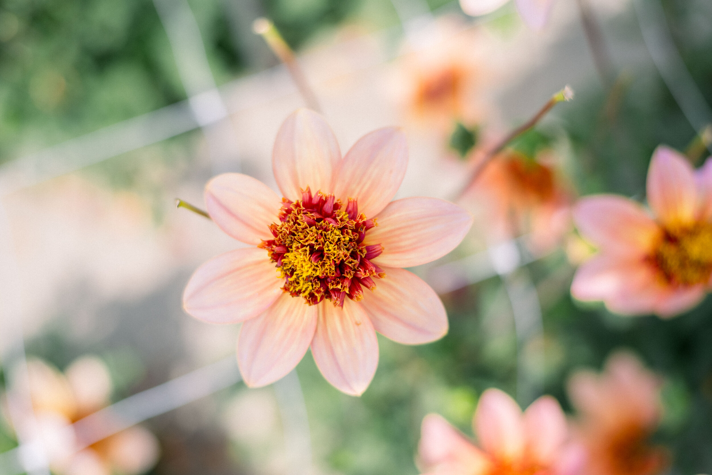 Dahlia Totally Tangerine
