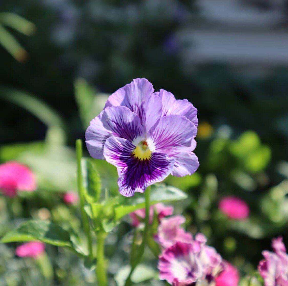 Pansy Seeds Pansy Matrix Harvest Mix 25 Seeds Extra Large Flowers 