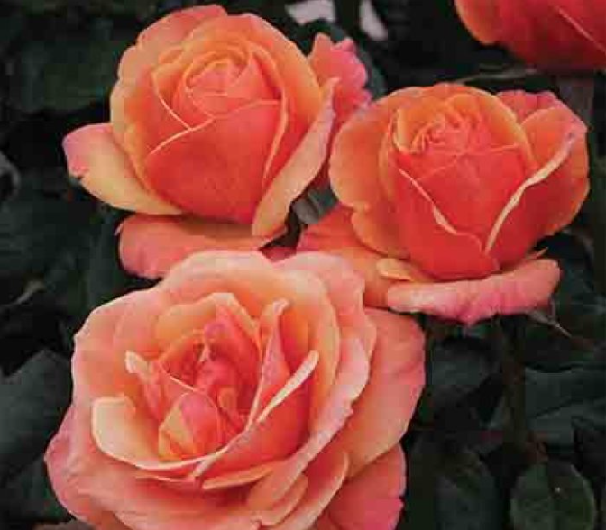 Screen Shot 2020-09-24 at 11.09.45 AM.png