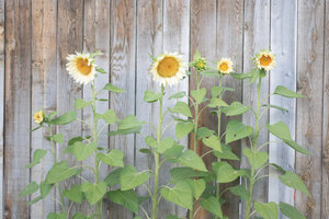 Product Calendula-10.jpg