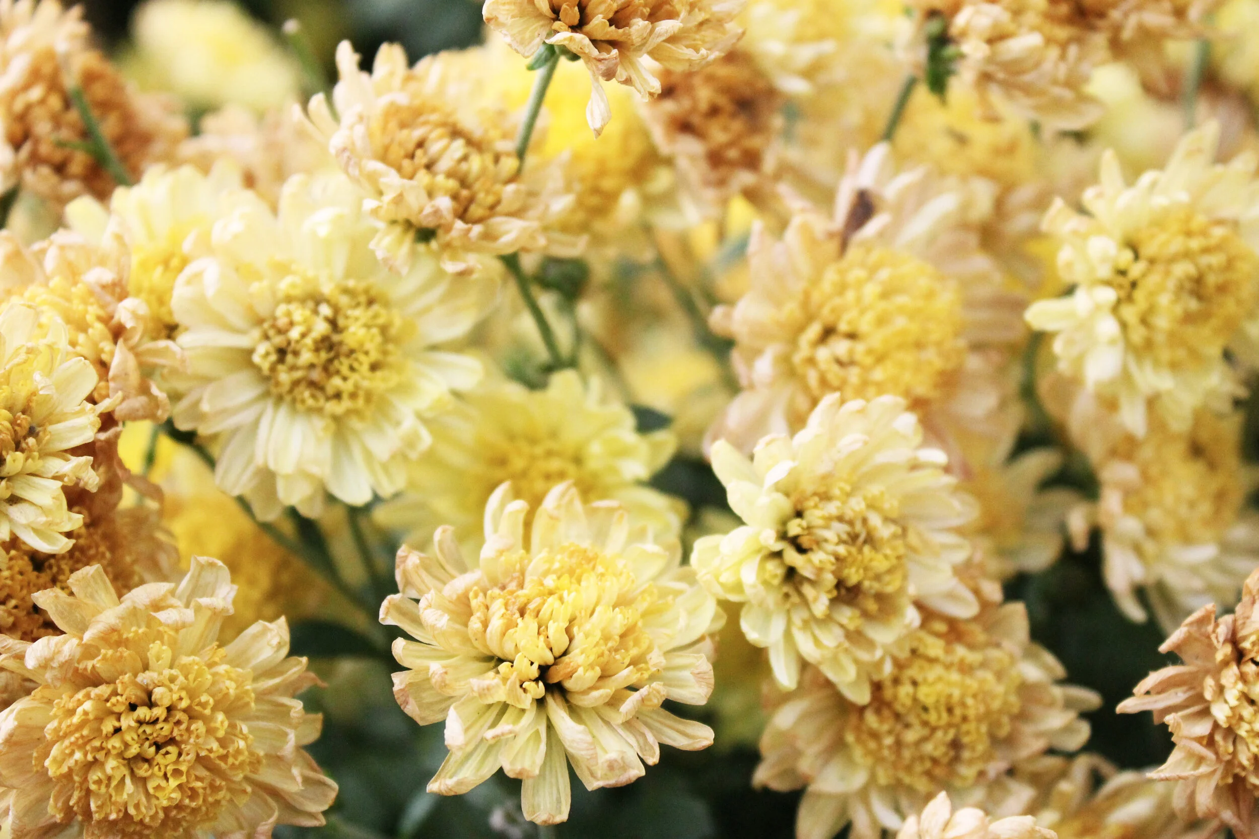 Heirloom Chrysanthemums Shop Online & Grow Halden Garden — HALDEN