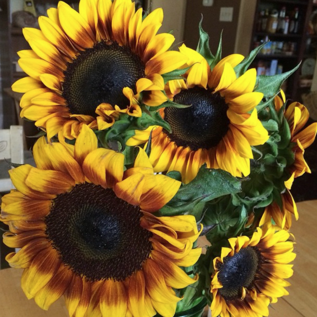 ESSE Meridian Gold Sunflowers 10 Seeds >160cm high >Pollen-ess >Florist Premium Cut 