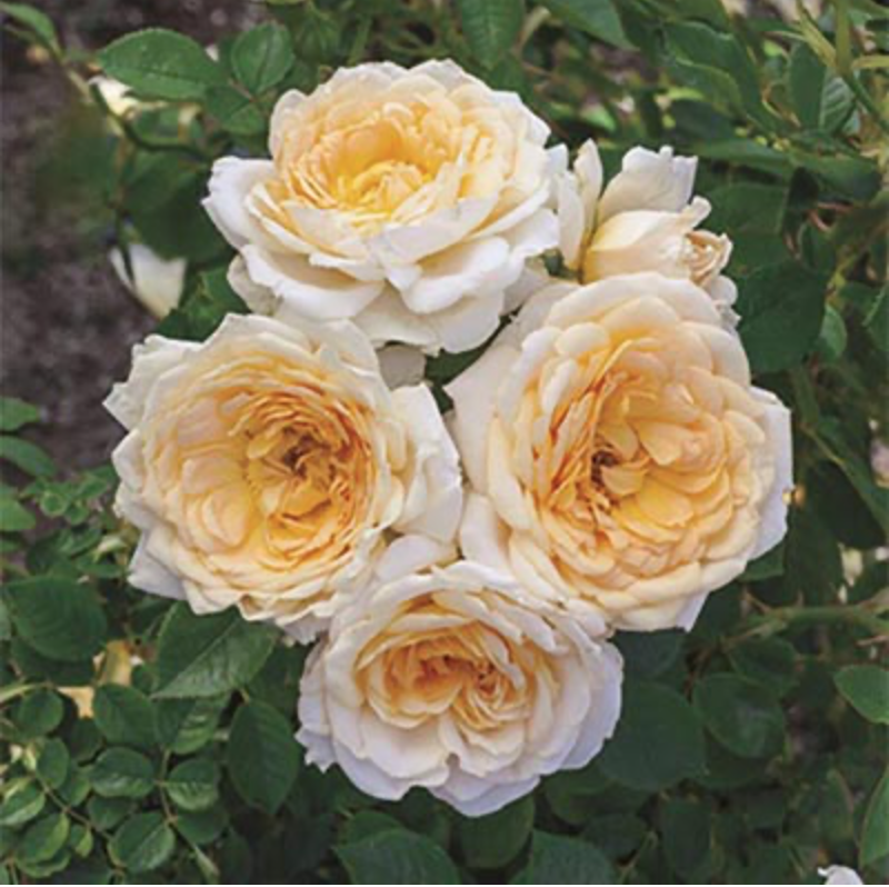 Screen Shot 2020-10-19 at 4.45.37 PM.png