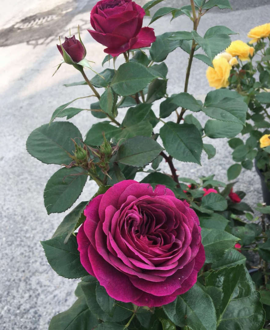 Screen Shot 2020-10-20 at 12.23.48 PM.png