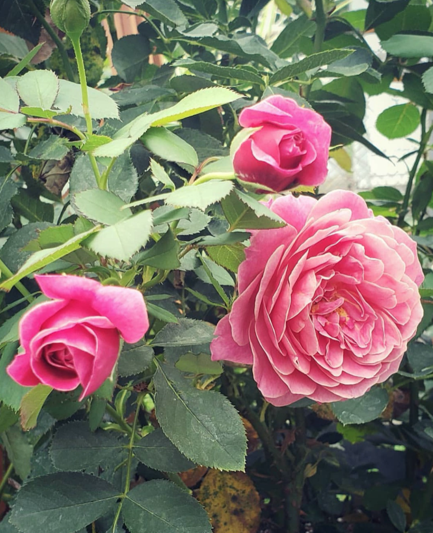 Screen Shot 2020-10-20 at 12.31.01 PM.png