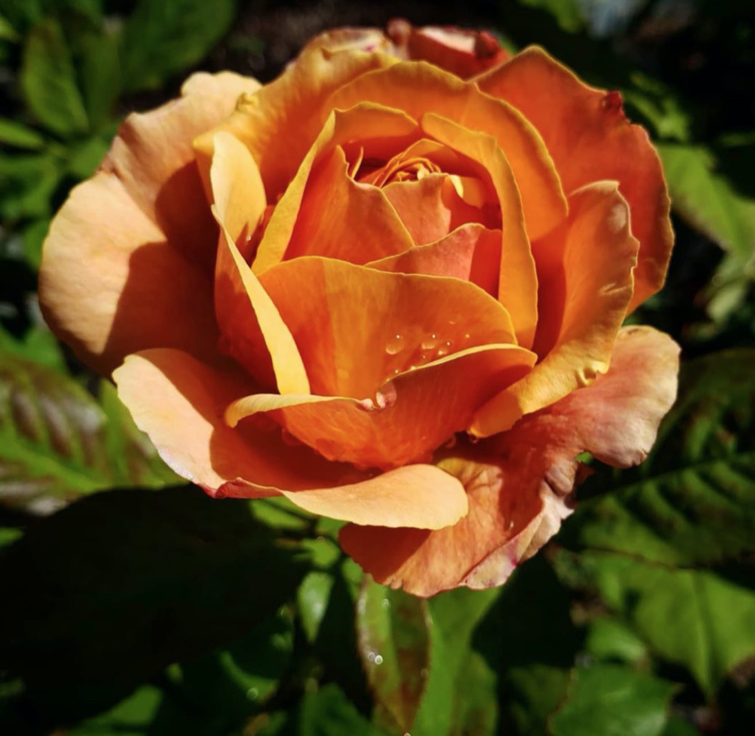 Screen Shot 2020-10-20 at 12.51.42 PM.png