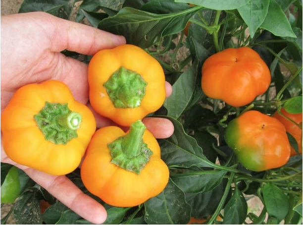 Screen Shot 2020-10-30 at 9.41.51 AM.png