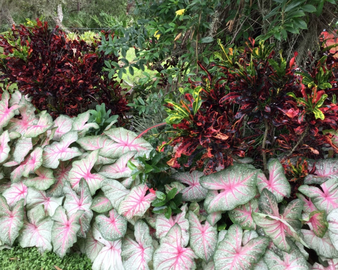 Screen Shot 2020-11-10 at 11.46.21 AM.png