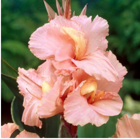 Screen Shot 2020-11-10 at 11.52.04 AM.png