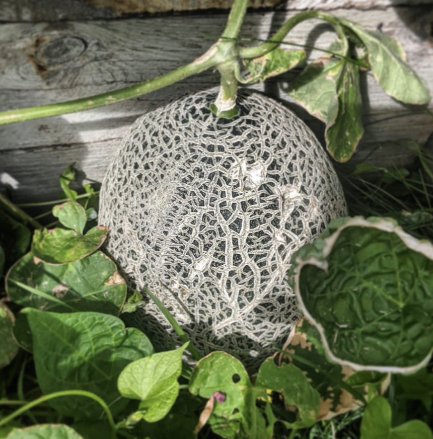 Screen Shot 2020-11-17 at 8.31.22 PM.png