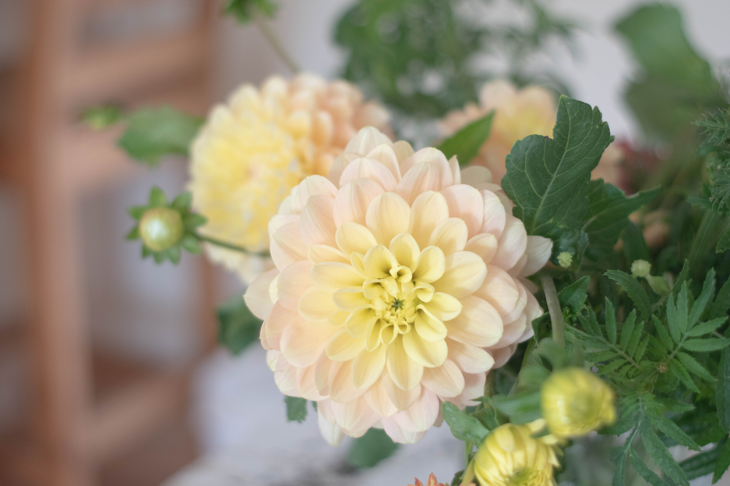 Dahlia Breakout-5.jpg