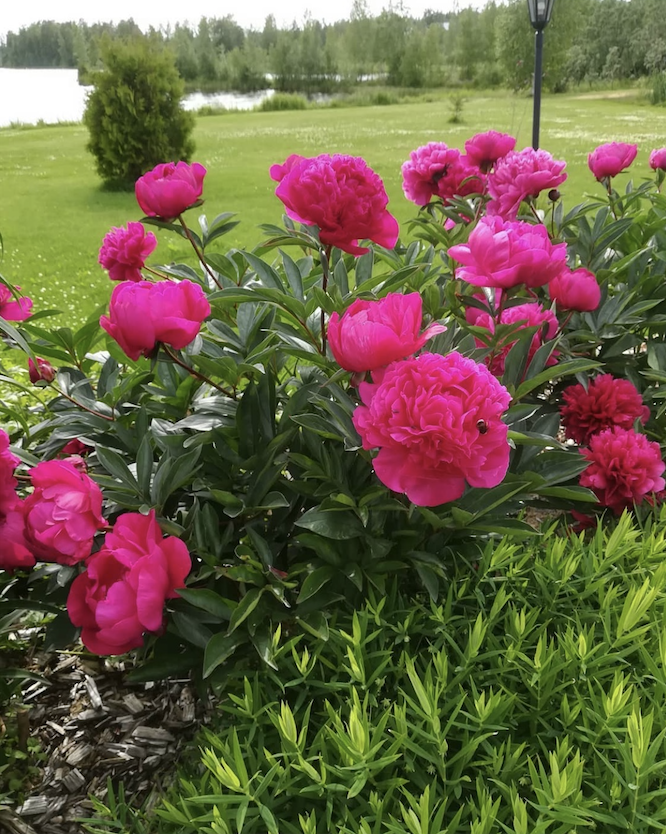 Screen Shot 2020-12-09 at 11.46.04 AM.png