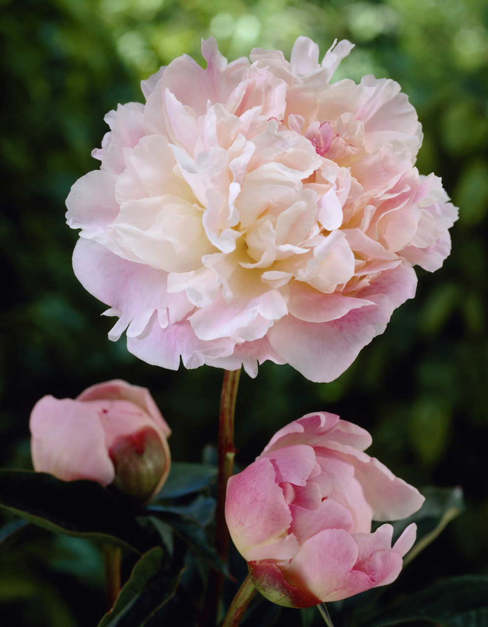 Screen Shot 2020-12-17 at 11.48.01 AM.png