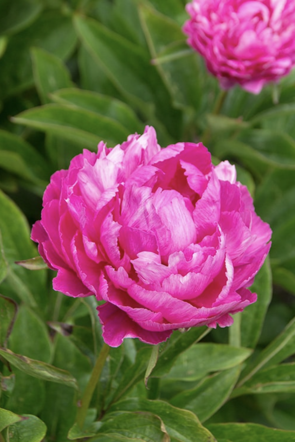 Screen Shot 2020-12-22 at 9.00.59 AM.png