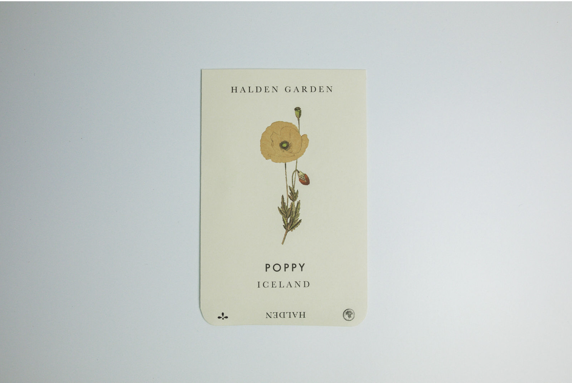 Poppy Iceland Mix — HALDEN