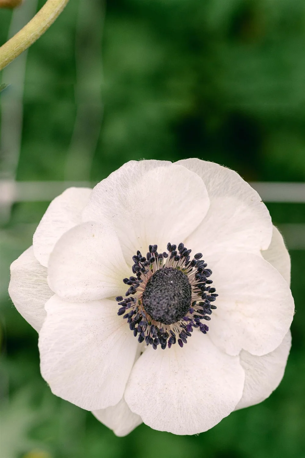 Anemone Panda Halden