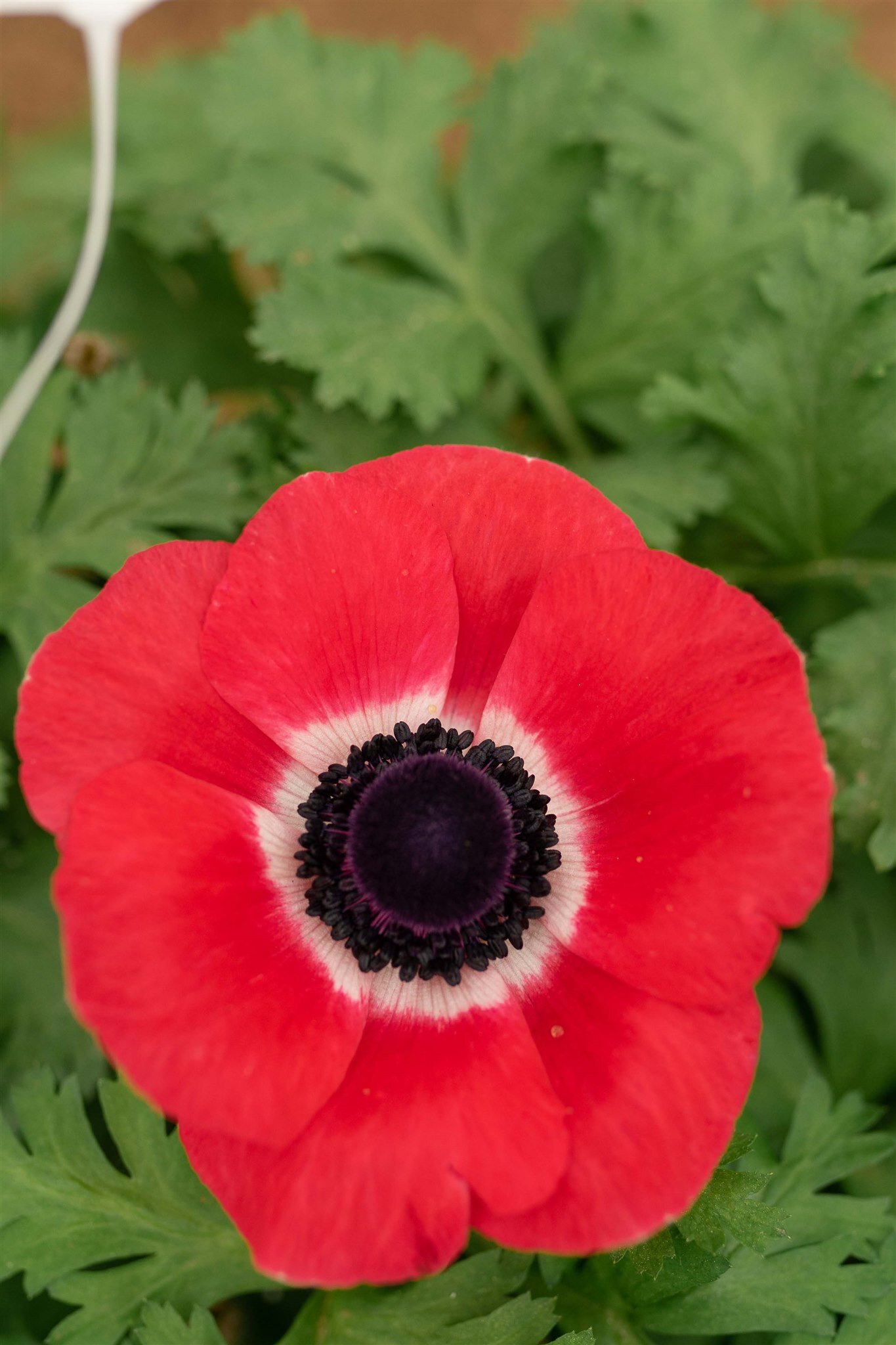 ANEMONES PINK WEB RES-2.jpg