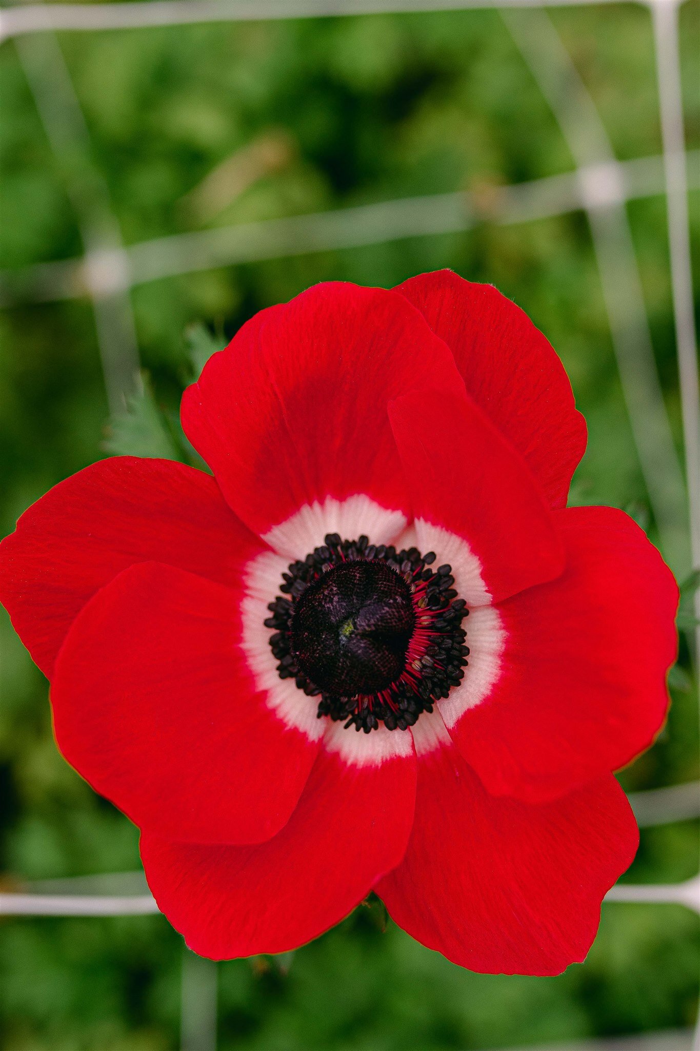 ANEMONES RED WEB RES.jpg