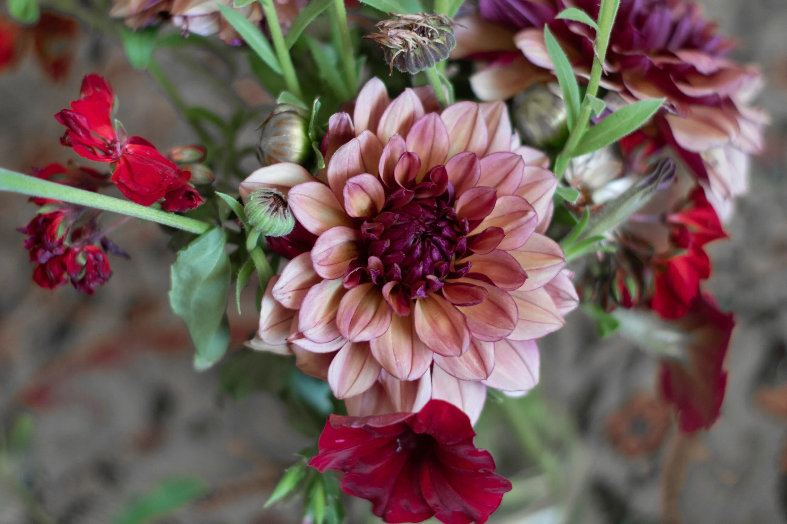 Dahlia Crème de Cognac