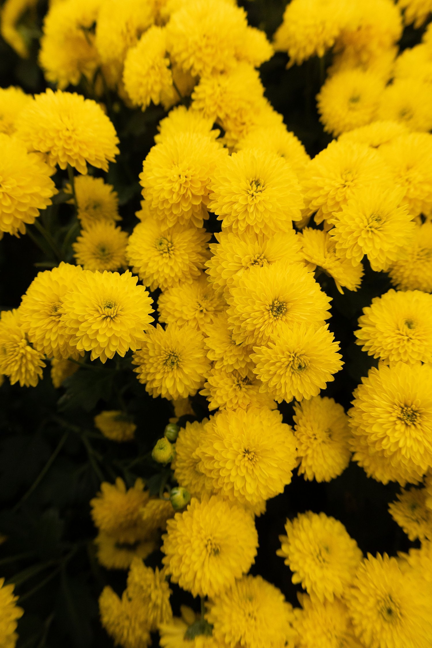 BQ8A9165.jpg