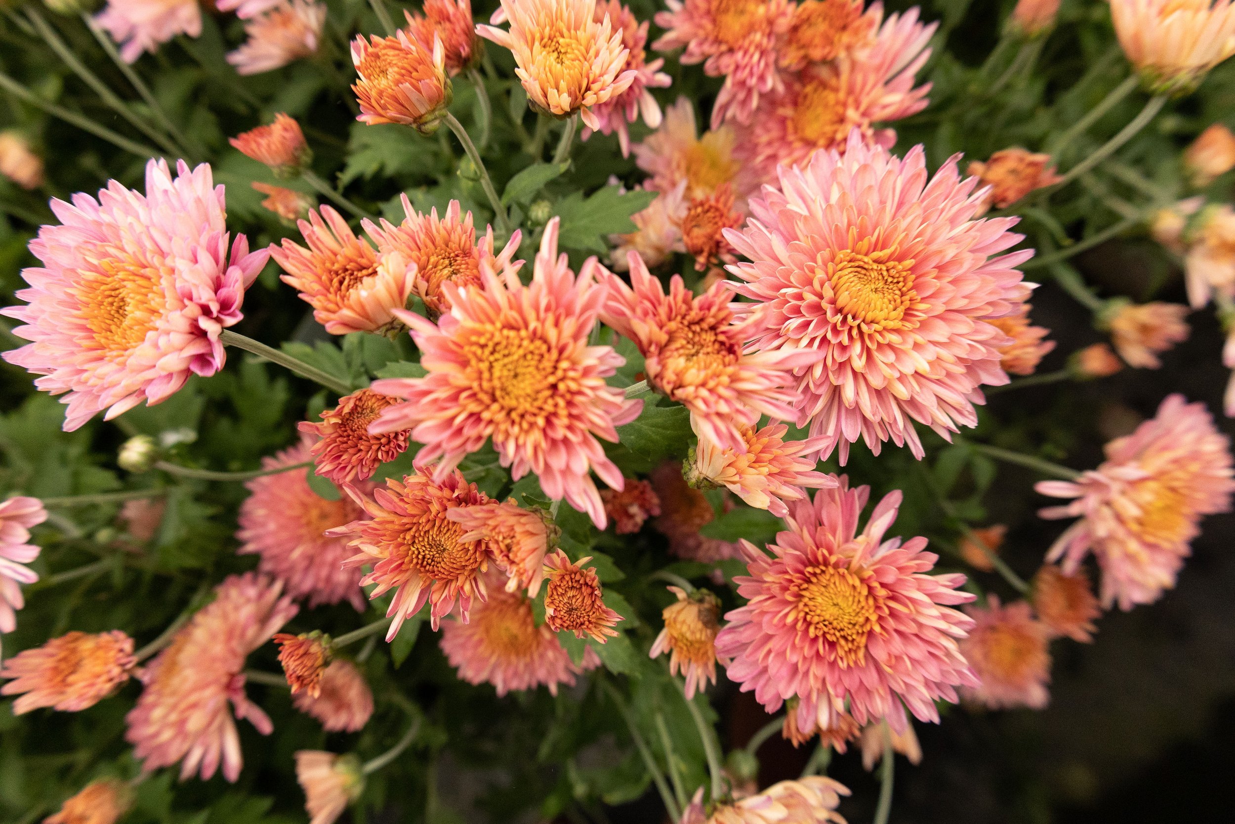 BQ8A8967-1.jpg