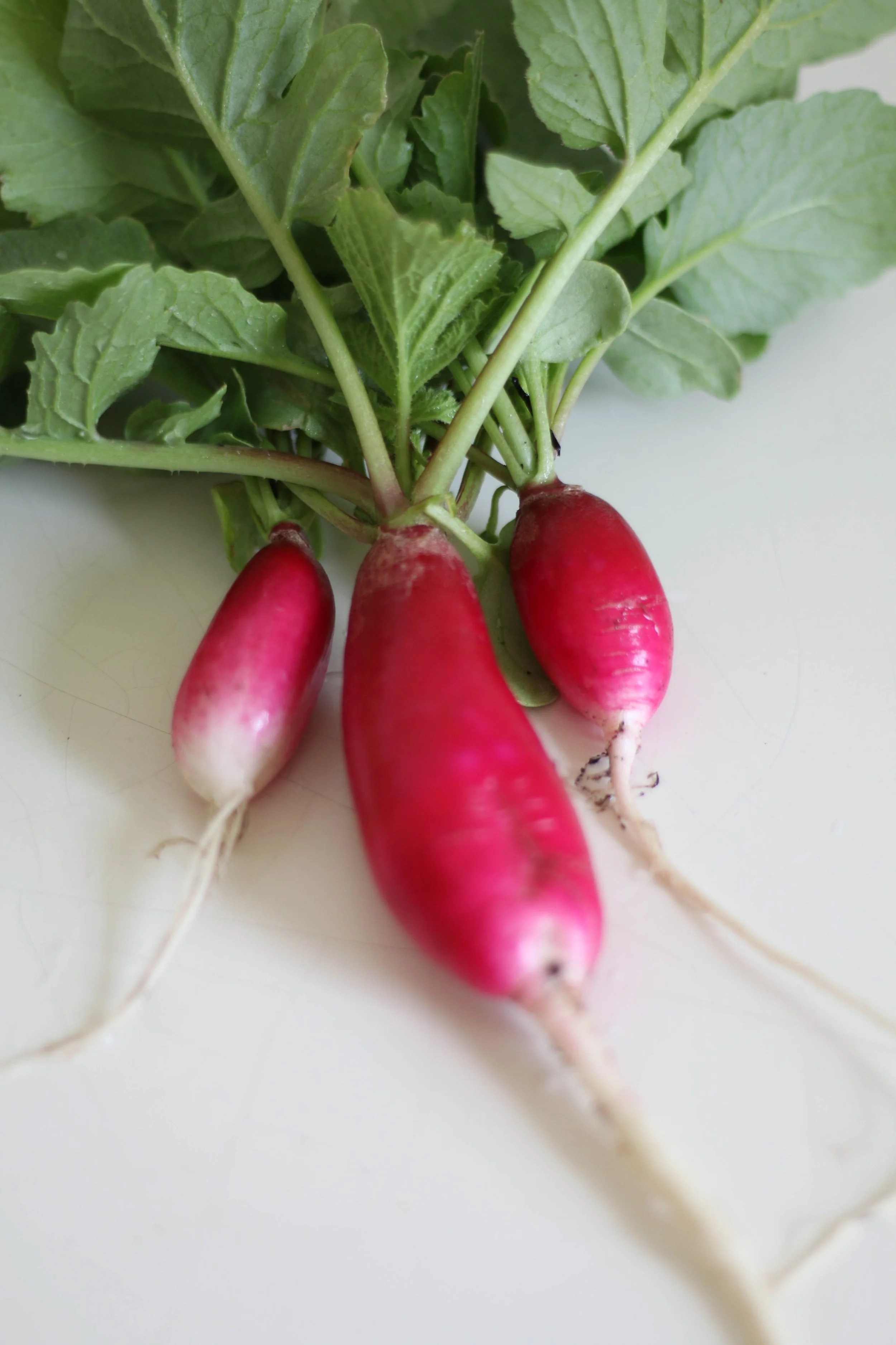 Radish-15.jpg